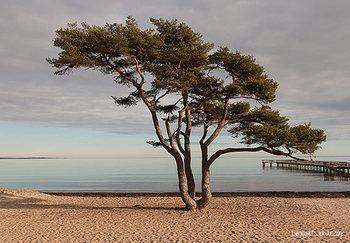 Seaside 4* Åhus